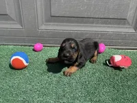 Blackberry, a female Bloodhound for sale in Point, TX – Photo 2 of 4