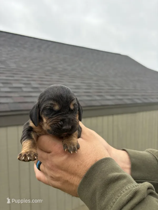 Blackberry – Bloodhound puppy on hold in Point, TX