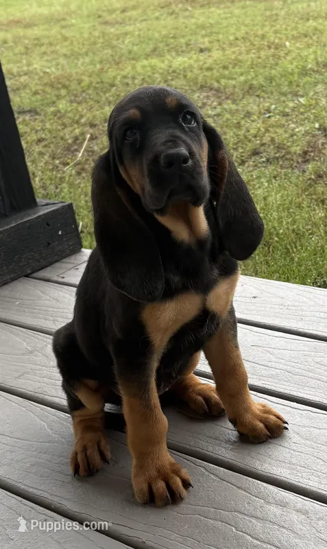 Blackberry – Bloodhound puppy for sale in Point, TX