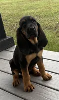 Blackberry, a female Bloodhound for sale in Point, TX – Photo 1 of 8