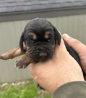 Sterling, a male Bloodhound for sale in Point, TX – Photo 2 of 2