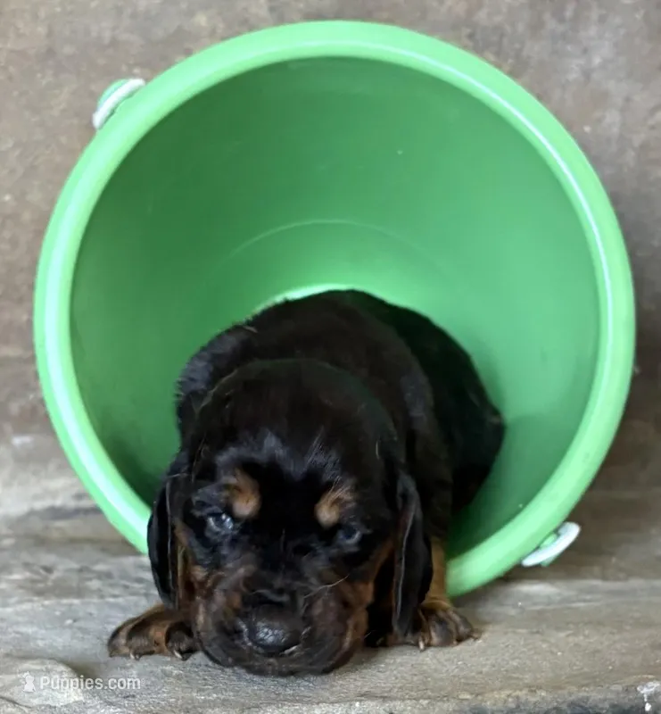 Sterling – Bloodhound puppy for sale in Point, TX