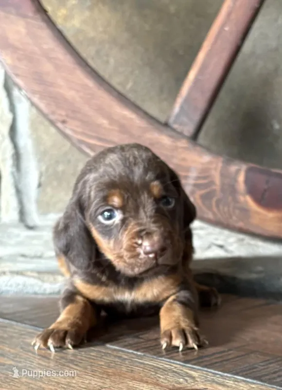 Kiwi – Bloodhound puppy for sale in Point, TX