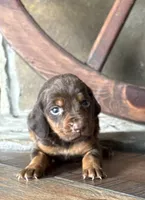 Kiwi, a female Bloodhound for sale in Point, TX – Photo 1 of 2