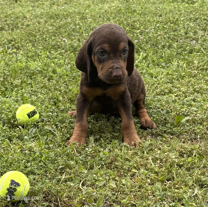 Kiwi – Bloodhound puppy for sale in Point, TX