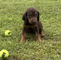 Kiwi, a female Bloodhound for sale in Point, TX – Photo 2 of 6