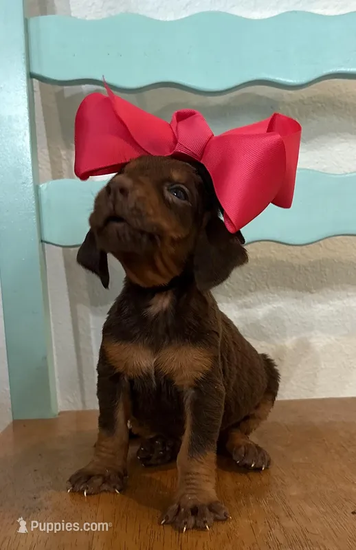 Kiwi – Bloodhound puppy for sale in Point, TX