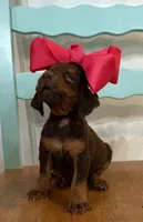 Kiwi, a female Bloodhound for sale in Point, TX – Photo 3 of 6