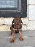 Bud, a male Bloodhound for sale in Point, TX – Photo 2 of 3