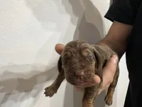 Bud, a male Bloodhound for sale in Point, TX – Photo 3 of 3