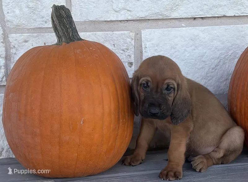 Jack – Bloodhound puppy for sale in Point, TX