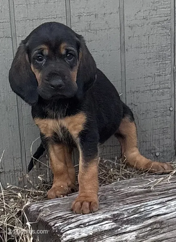 Shadow – Bloodhound puppy for sale in Point, TX