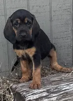 Shadow, a female Bloodhound for sale in Point, TX – 5 of 10