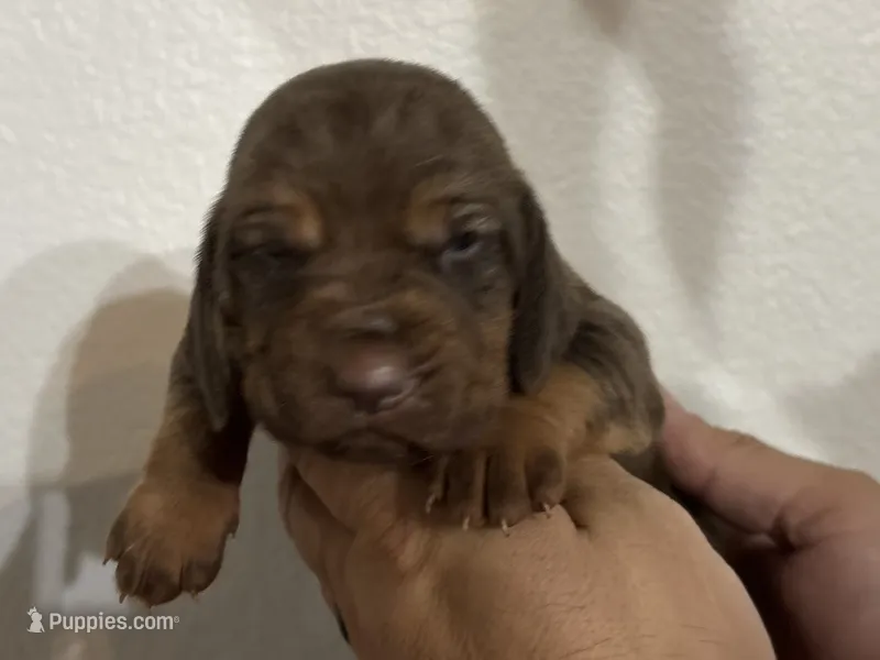 Boo – Bloodhound puppy for sale in Point, TX