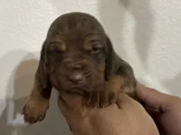 Boo, a female Bloodhound for sale in Point, TX – 8 of 9