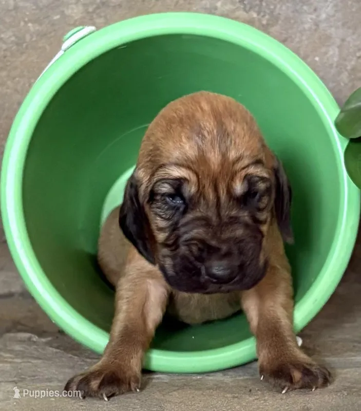 Nickel – Bloodhound puppy for sale in Point, TX