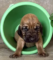 Nickel, a male Bloodhound for sale in Point, TX – Photo 4 of 5