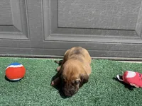 Nickel, a male Bloodhound for sale in Point, TX – Photo 2 of 5