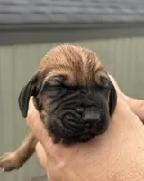 Nickel, a male Bloodhound for sale in Point, TX – Photo 5 of 5