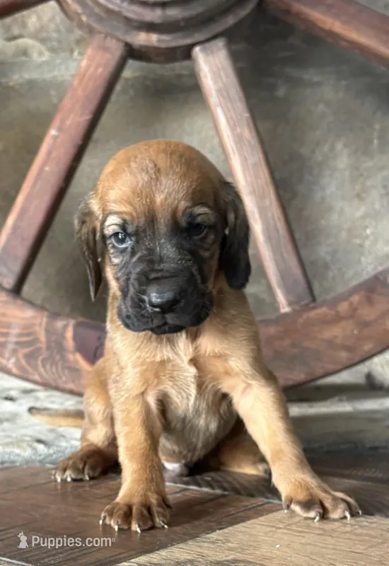 Nickel – Bloodhound puppy for sale in Point, TX