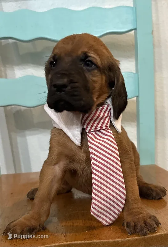 Nickel – Bloodhound puppy for sale in Point, TX