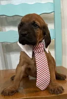 Nickel, a male Bloodhound for sale in Point, TX – Photo 1 of 5