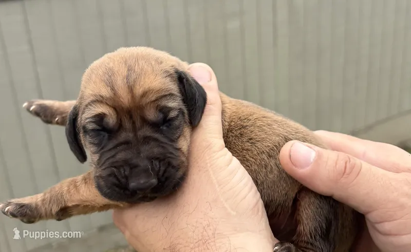 Iron – Bloodhound puppy for sale in Point, TX
