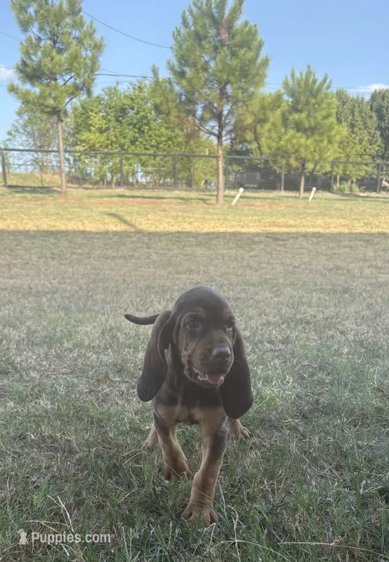 Ginger – Bloodhound puppy for sale in Point, TX