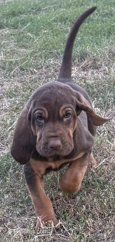 Boo – Bloodhound puppy for sale in Point, TX