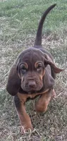 Boo, a female Bloodhound for sale in Point, TX – 1 of 9