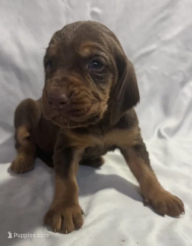 Ginger – Bloodhound puppy for sale in Point, TX