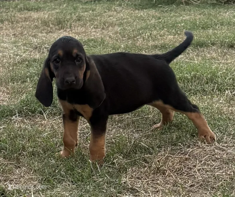 Shadow – Bloodhound puppy for sale in Point, TX