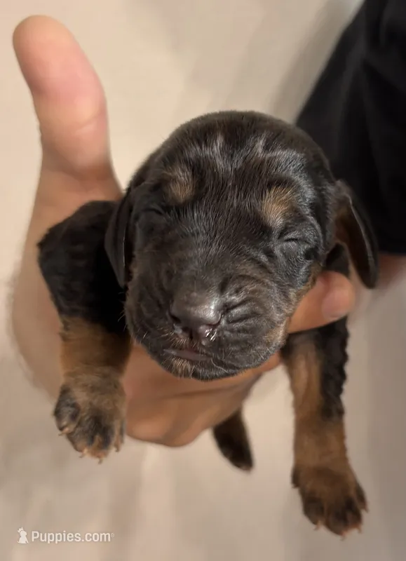 Phantom – Bloodhound puppy for sale in Point, TX