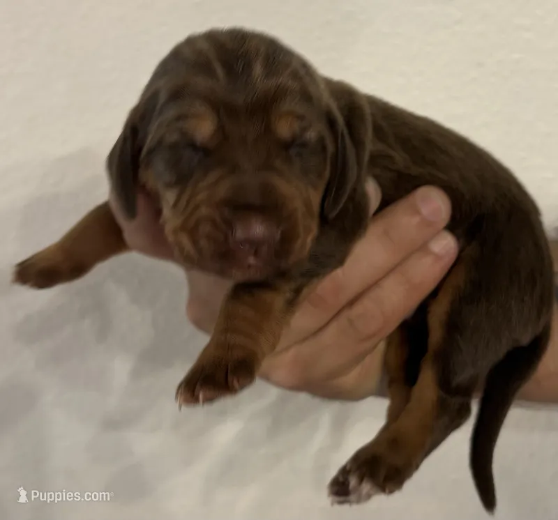 Trick – Bloodhound puppy for sale in Point, TX