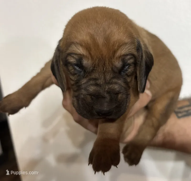 Jack – Bloodhound puppy for sale in Point, TX