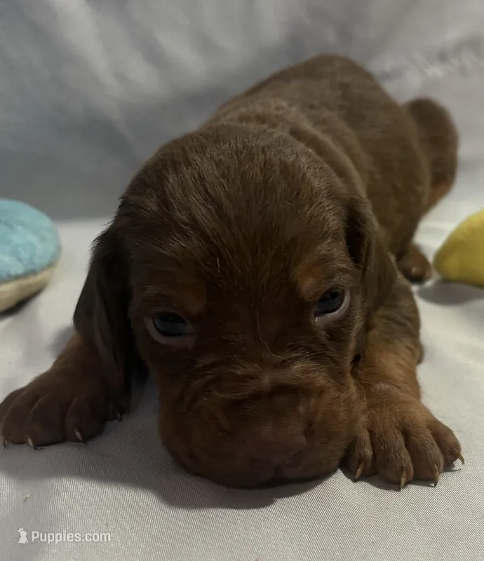 Aspen – Bloodhound puppy for sale in Point, TX