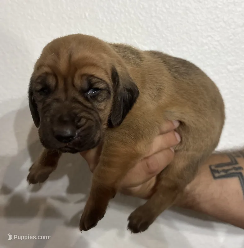 Casper – Bloodhound puppy for sale in Point, TX