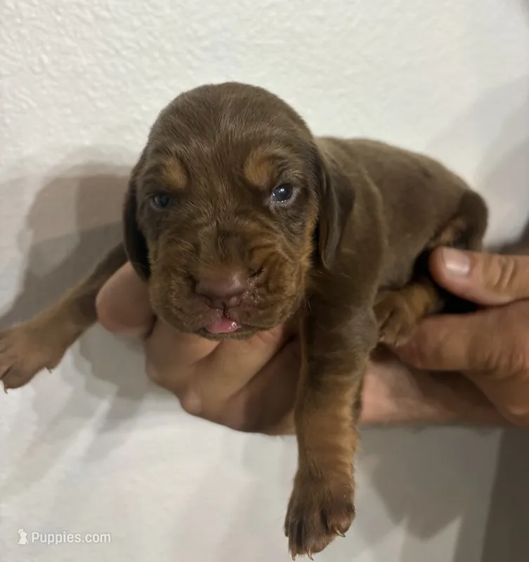 Rusty – Bloodhound puppy for sale in Point, TX