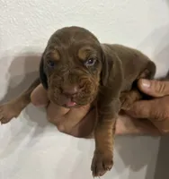 Rusty, a male Bloodhound for sale in Point, TX – 1 of 1