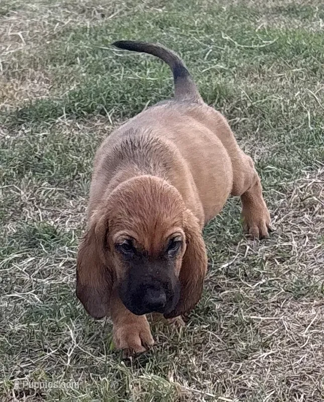 Jack – Bloodhound puppy for sale in Point, TX
