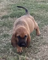 Jack, a male Bloodhound for sale in Point, TX – 1 of 8