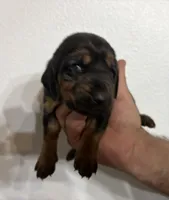Shadow, a female Bloodhound for sale in Point, TX – 10 of 10