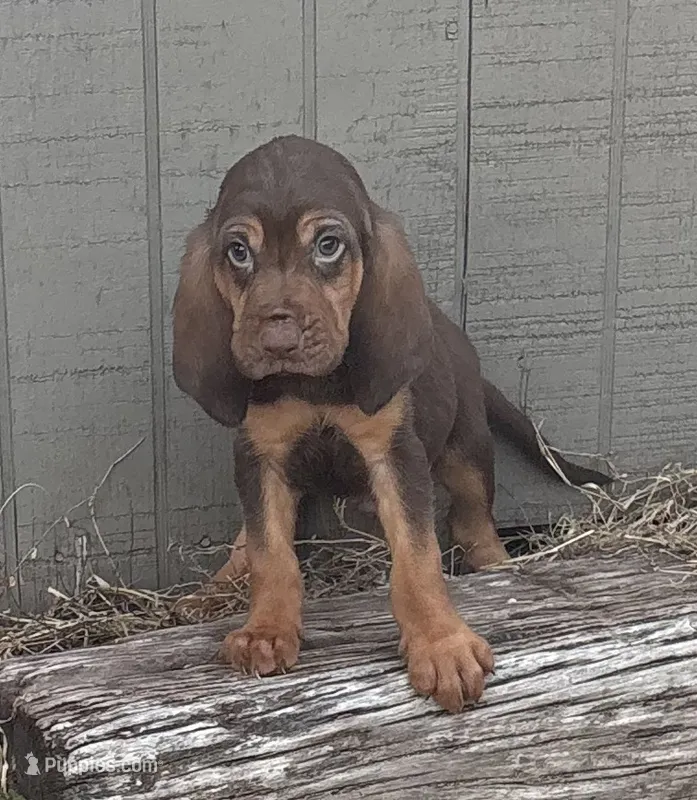 Trick – Bloodhound puppy for sale in Point, TX