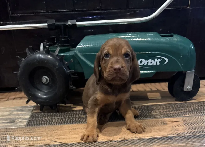 Rusty – Bloodhound puppy on hold in Point, TX