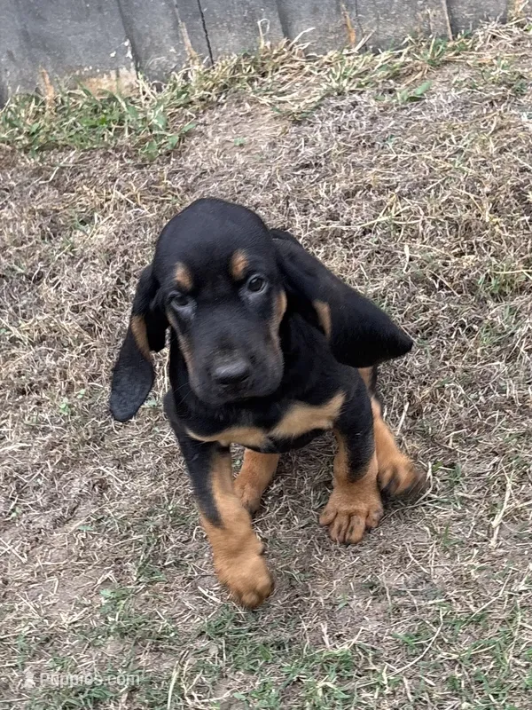 Phantom – Bloodhound puppy for sale in Point, TX