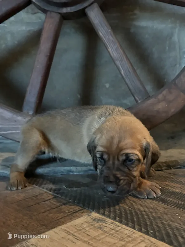 Casper – Bloodhound puppy for sale in Point, TX