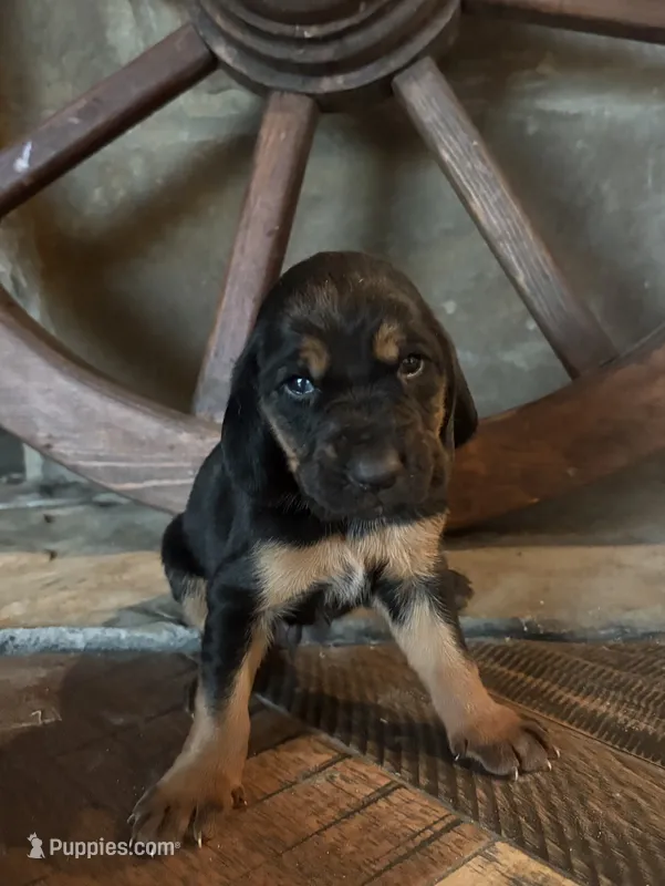 Frankie – Bloodhound puppy for sale in Point, TX