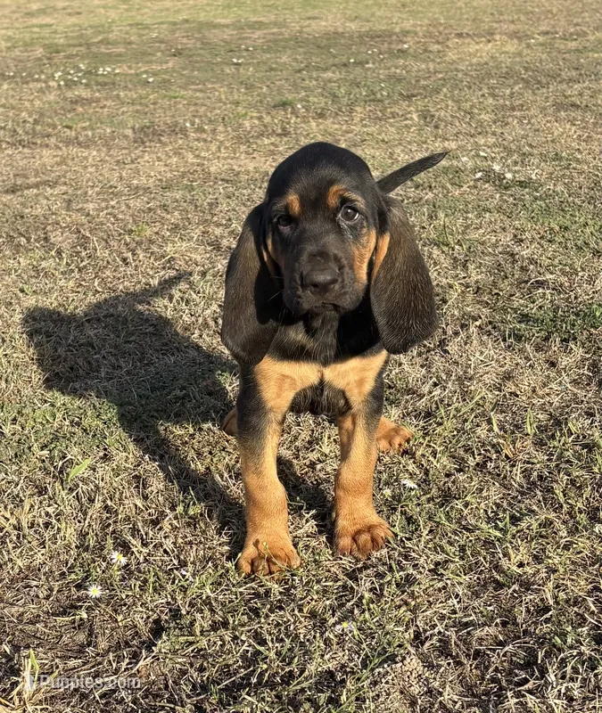 Shadow – Bloodhound puppy for sale in Point, TX