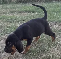 Frankie, a male Bloodhound for sale in Point, TX – 2 of 8