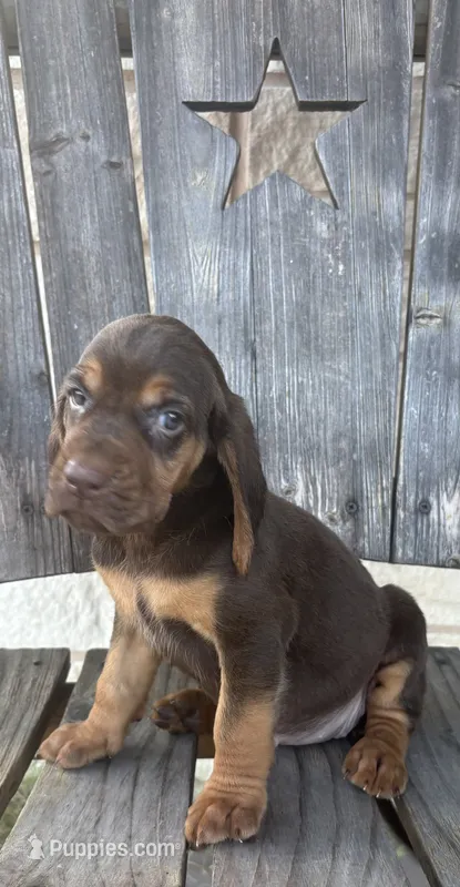 Ginger – Bloodhound puppy for sale in Point, TX